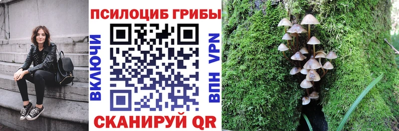 что такое Киреевск Галлюциногенные грибы Psilocybe